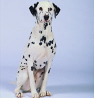 Dalmation