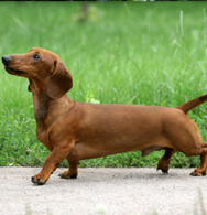 Dachshund