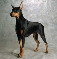 Doberman