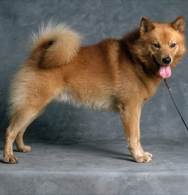 Finnish Spitz 