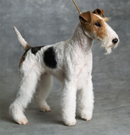 Fox Terrier