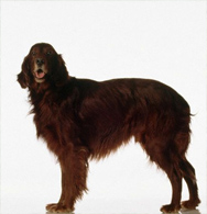 Irish Setter