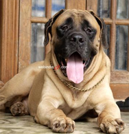 Mastiff