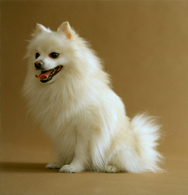 Pomeranian