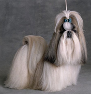 Shih Tzu