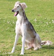 Saluki