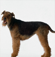 Airedale.html