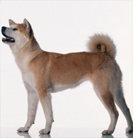 Akita