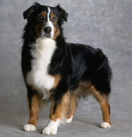 Australian Shepherd Dog