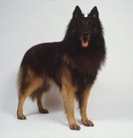 Belgian Sheepdog