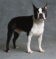 Boston Terrier