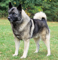 Norwegian Elkhounds