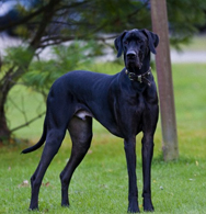 Great Dane