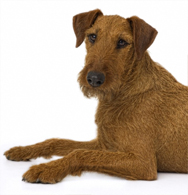 Irish Terrier