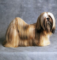 Lhasa Apso