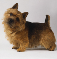 Norwich Terrier