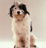 English Sheepdog