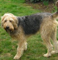 Otterhound