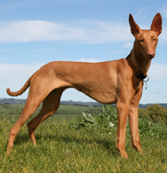 Pharaoh Hound