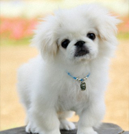 Pekingese 