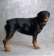 Rottweiler 