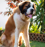 St.Bernard