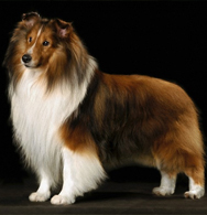 Shetland Sheepdog