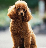 Toy Poodle