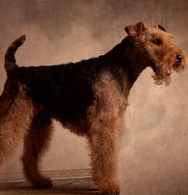 Welsh Terrier