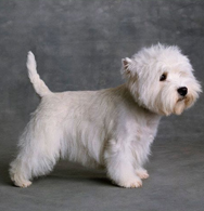 White Terrier