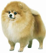 Pomeranian