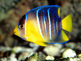 Blue Angelfish