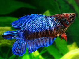 Female Betta