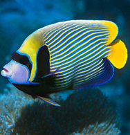 Angel Fish