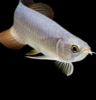 Arowana