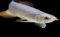 arowana