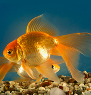 Common Gold fish