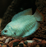 Blue Gourami