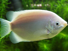 Kissing Gourami