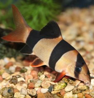 Loaches