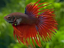 Siamese Fighting Fish