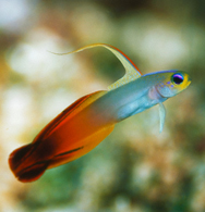 Goby  Neon