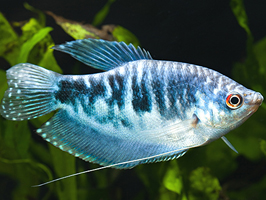 Opaline Gourami