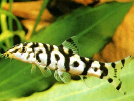 Yoyo Loach