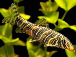 Zebra Loach