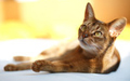 Abyssinian