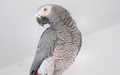 African Greys