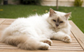 Birman