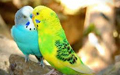 Love Birds