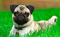 Pug